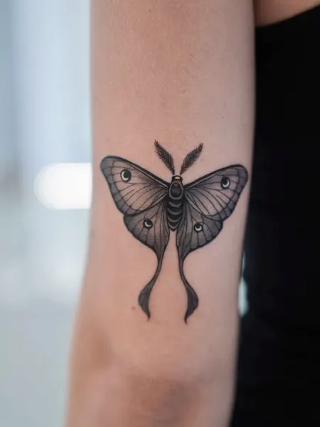 Animal, Nature, 나방, 나비, 매미, 이레즈미
