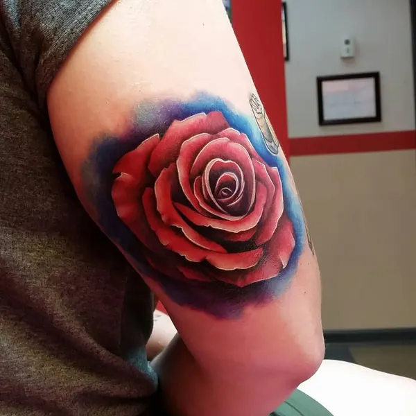 Flower, Rose, Nature