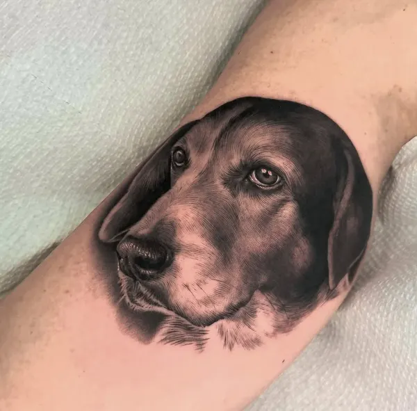 Animal