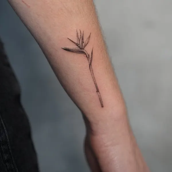 Flower, 풀, 뿌리, 나무, 소나무, 나뭇가지, 올리브 가지, Nature, 대나무, 야자수, 가시철사
