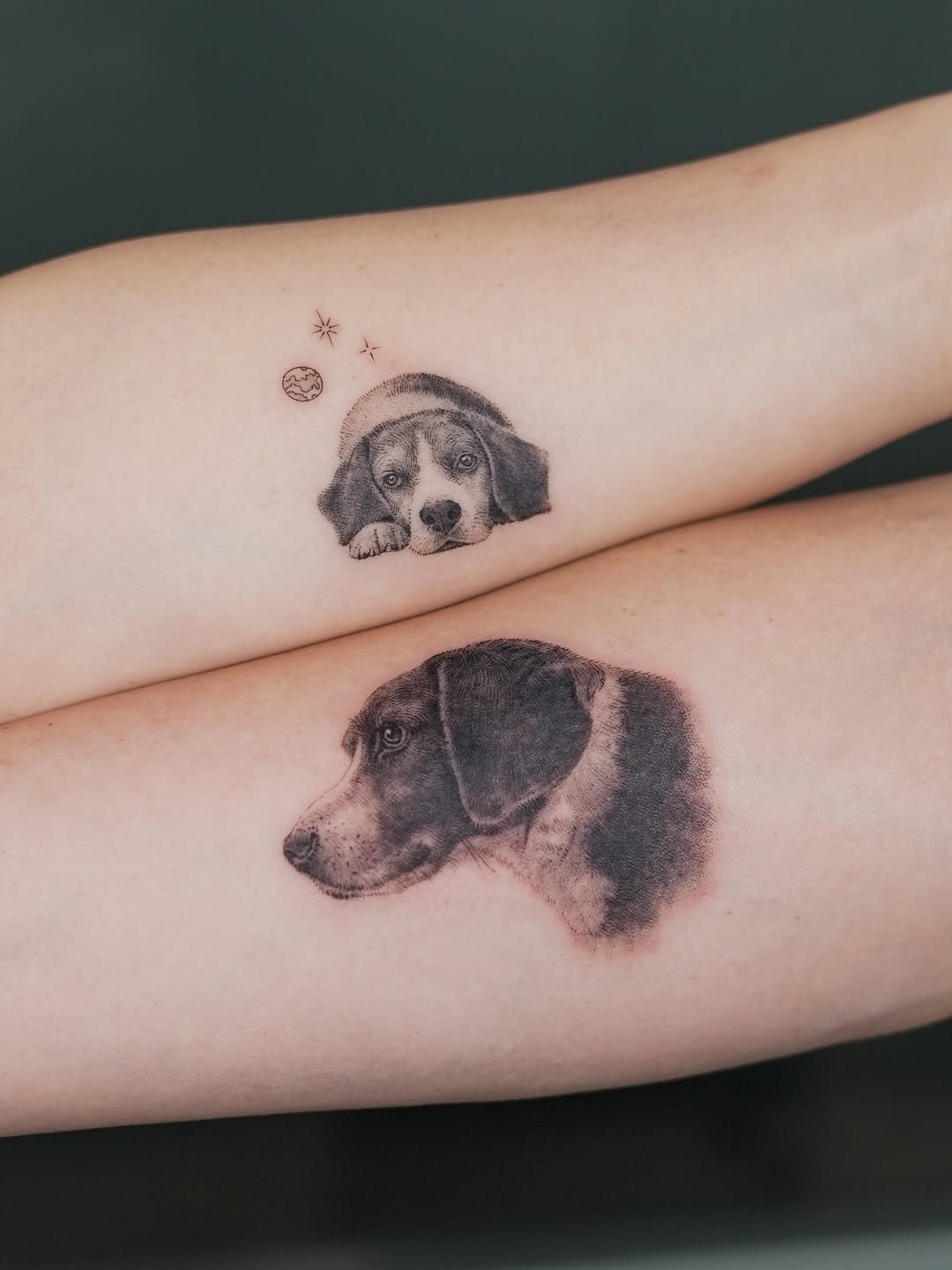 Animal, 판다