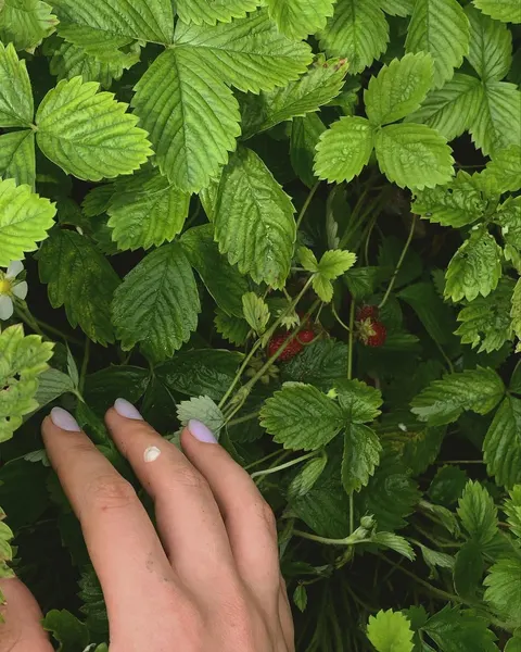 Flower, Rose, Nature