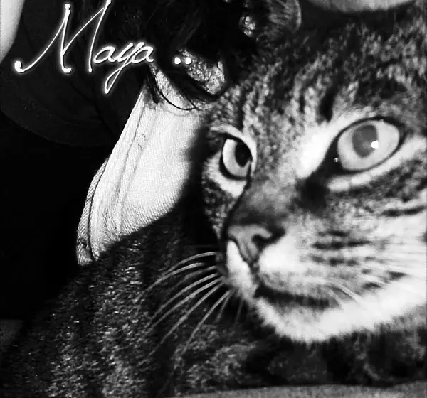 Animal