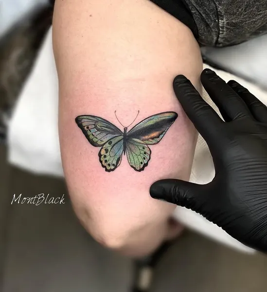 Nature, Animal