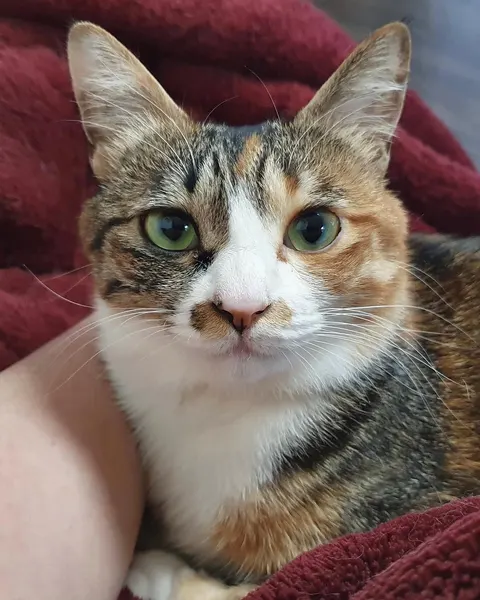 고양이