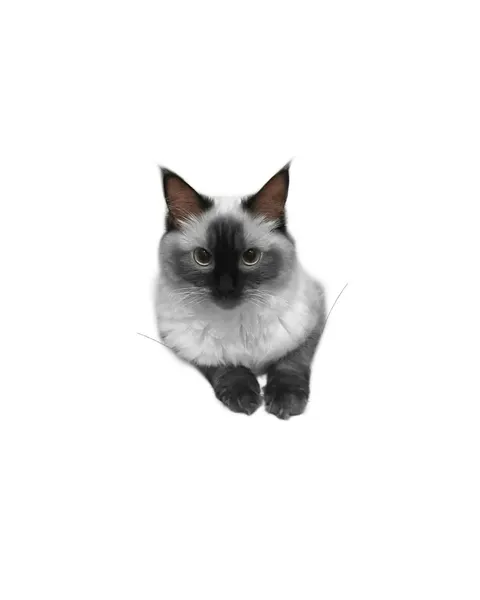 고양이