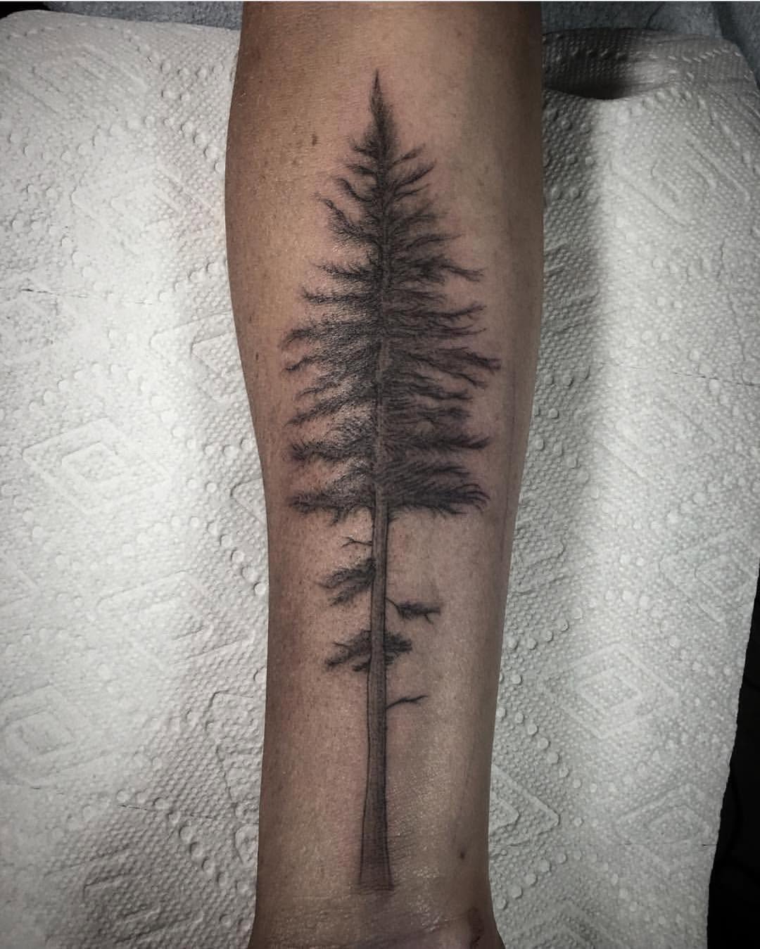 Nature, 숲, 나무, 고사리, 소나무, 야자수, 나뭇가지