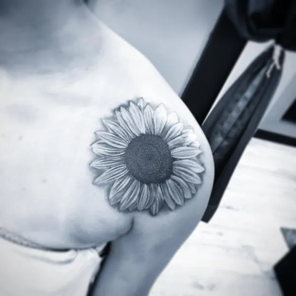 Flower, 데이지, 해바라기