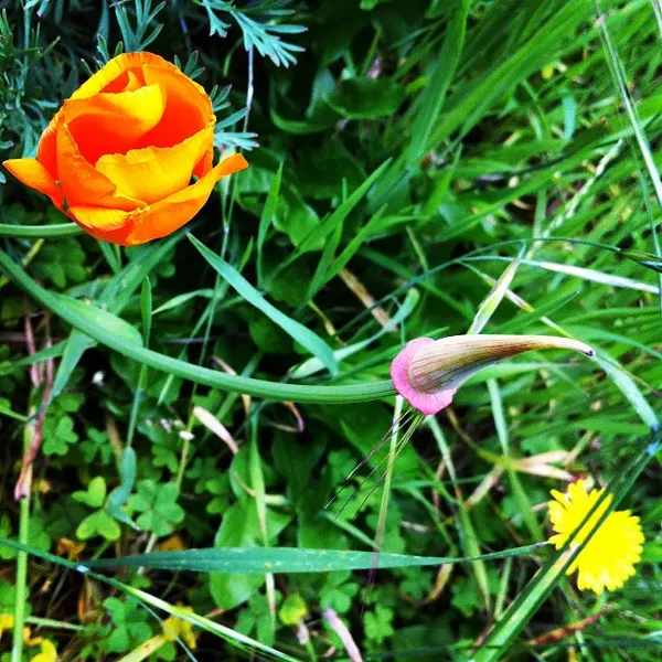 Flower