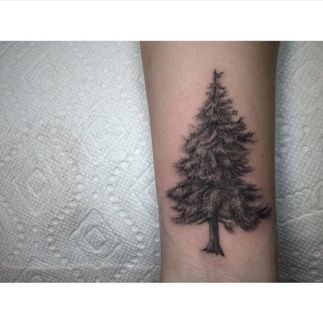 Nature, 소나무