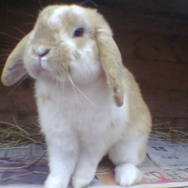 Animal, 토끼, 코알라, 나무늘보