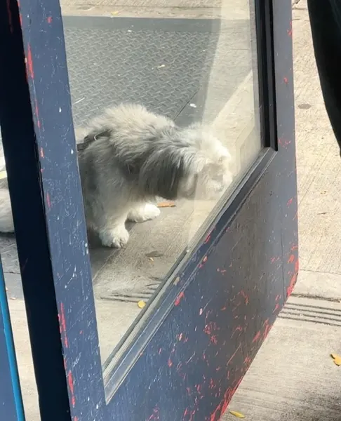 기타, 음악, 피아노, 바이올린