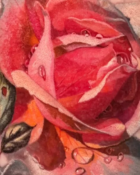 Flower, Rose, Nature