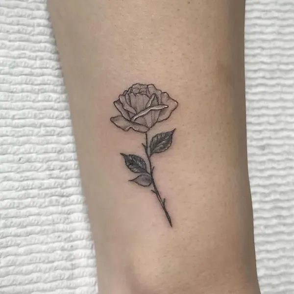 Flower, Rose