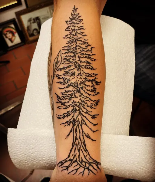 숲, Nature, 뿌리, 나무, 고사리, 소나무, 야자수, 단풍잎