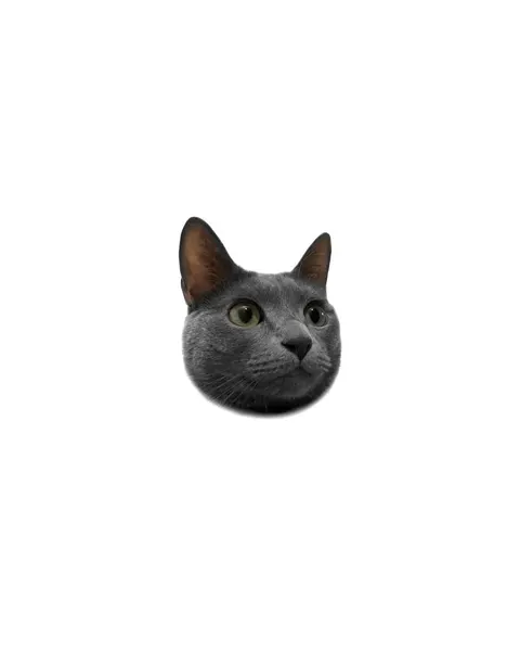 고양이