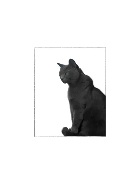 텐구, 함사, 여우 가면, 고양이, 반려동물, 마네키네코