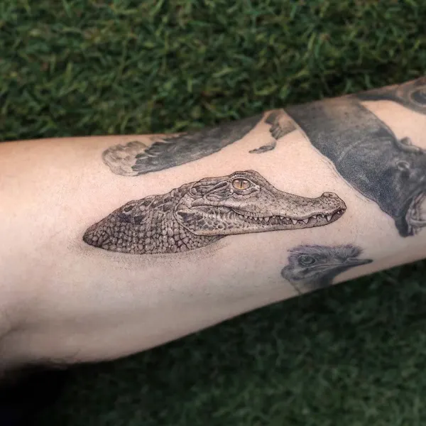 Dragon, 악어
