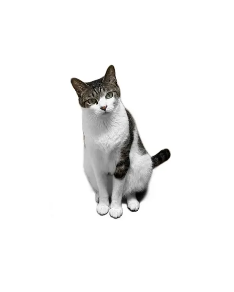 고양이, 반려동물, 여우 가면