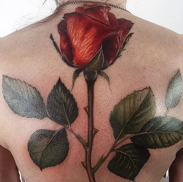 Rose, Flower