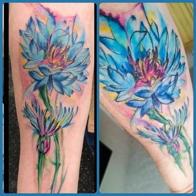 Flower, 튤립, 수선화, 아이리스