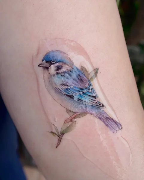 Animal, 새, 공작, 제비, 참새, 비둘기, 앵무새, 벌새