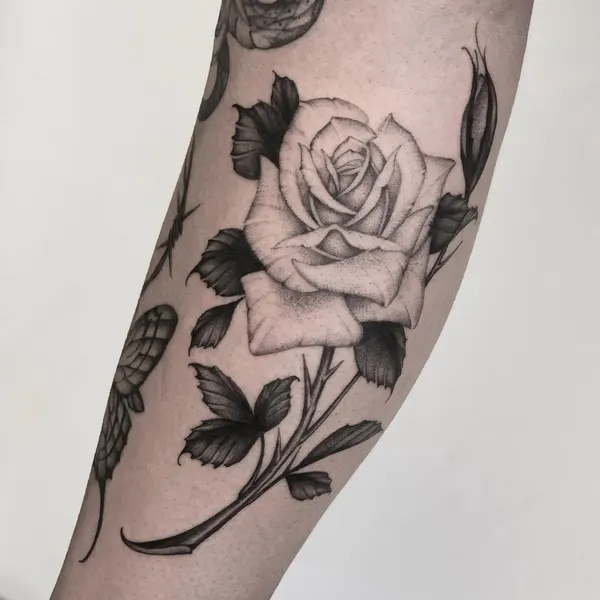 Flower, Rose