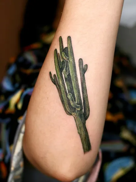 Nature, 소나무, 나무, 숲
