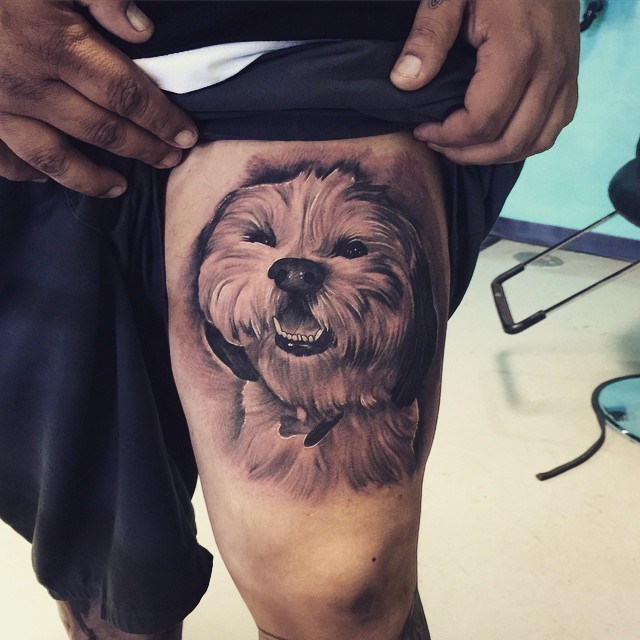 Animal
