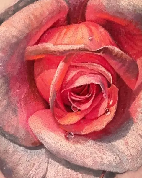 Flower, Rose, Nature