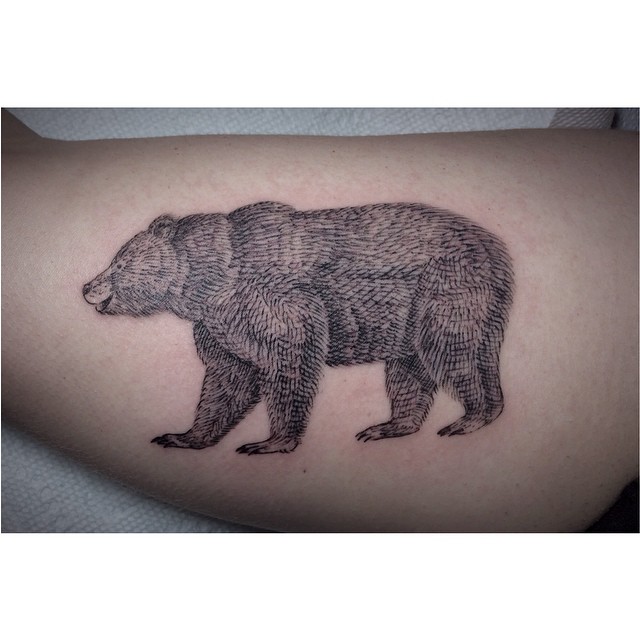 Animal, 곰, 코끼리, 코알라