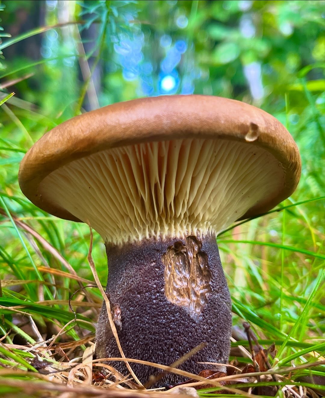 Mini, 광대
