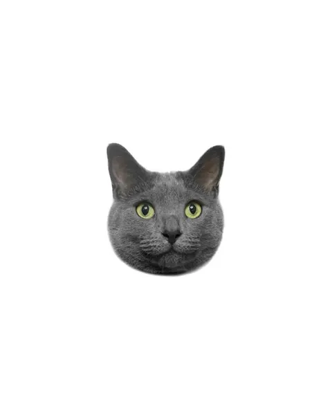 고양이, 마네키네코, 여우 가면