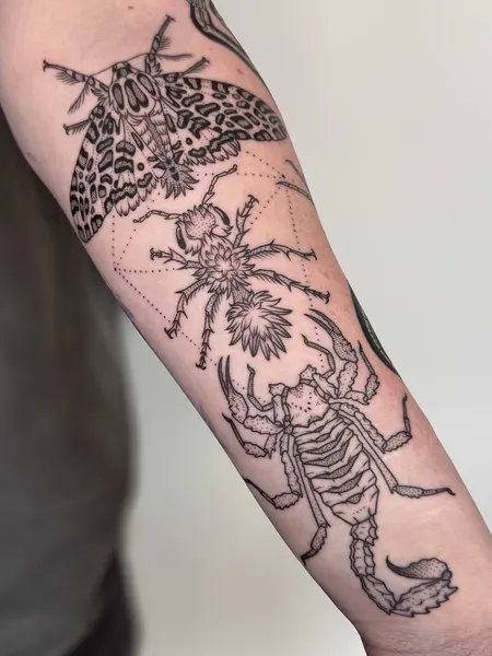 Animal, Nature