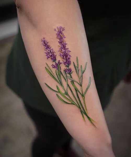 풀, Flower, 허브, 라벤더