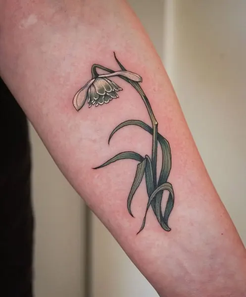 백합, Flower, 튤립
