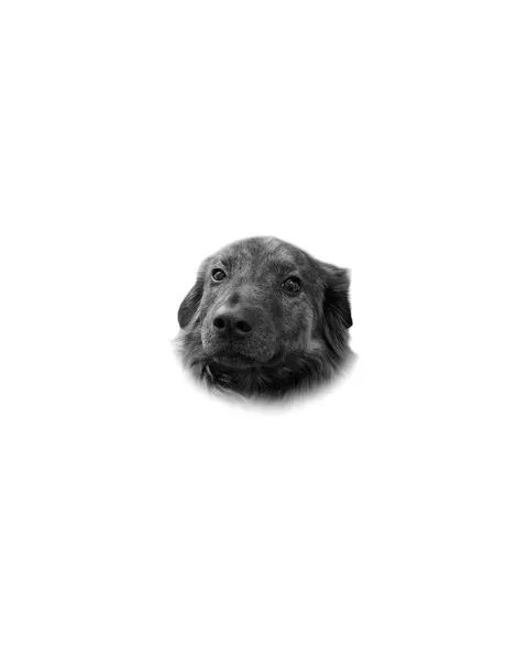 Animal, 고슴도치, 나무늘보