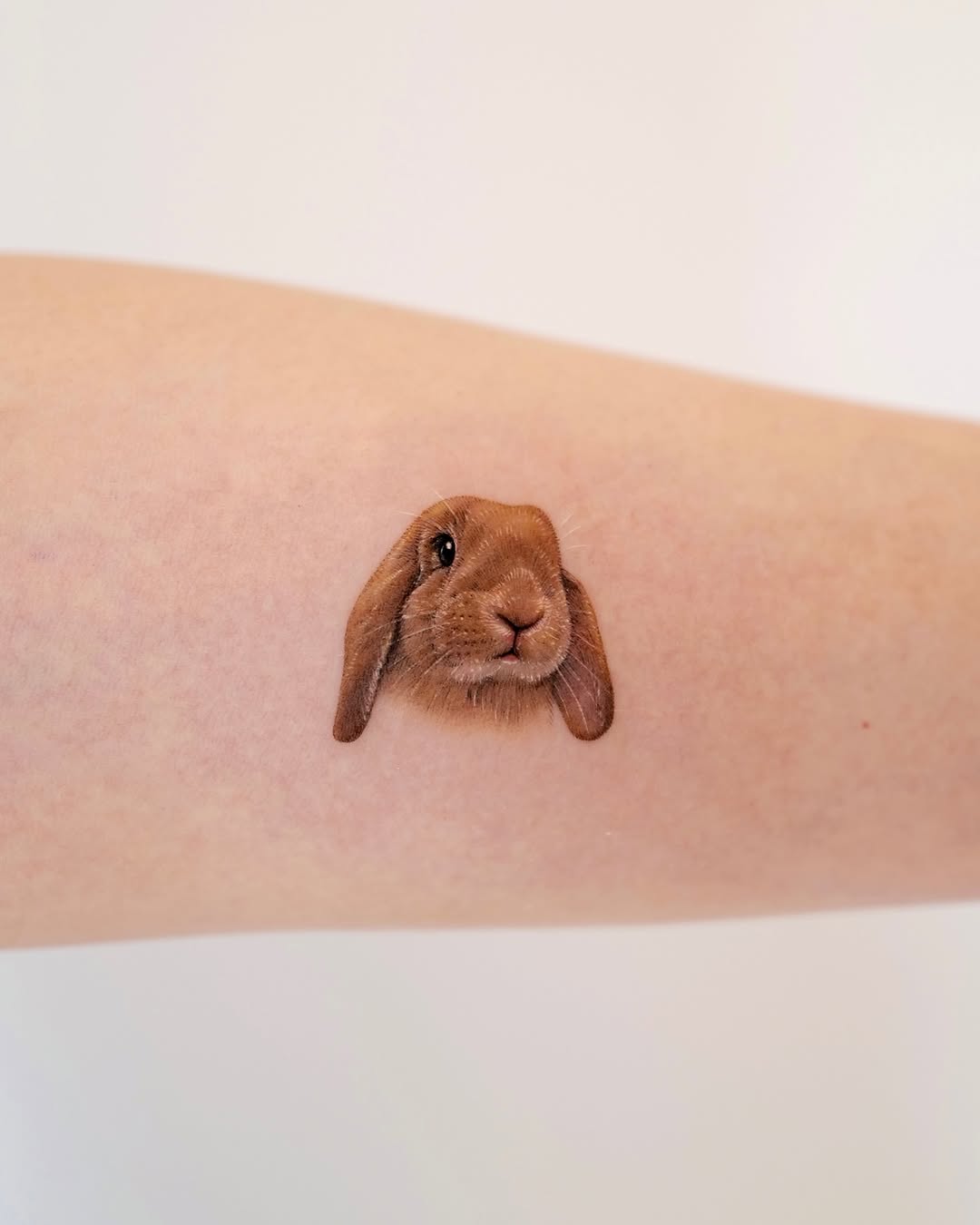 양, Animal, 토끼, 나무늘보, 반려동물, 염소, 텐구, 펭귄, 다람쥐, Mini