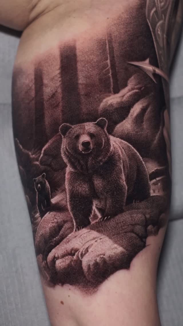 Animal, 곰, 코알라