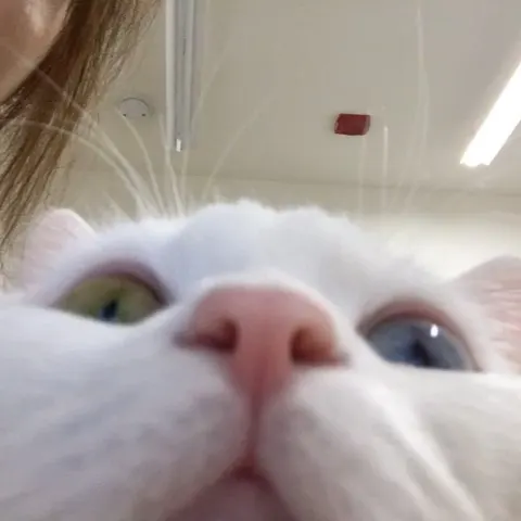 Animal