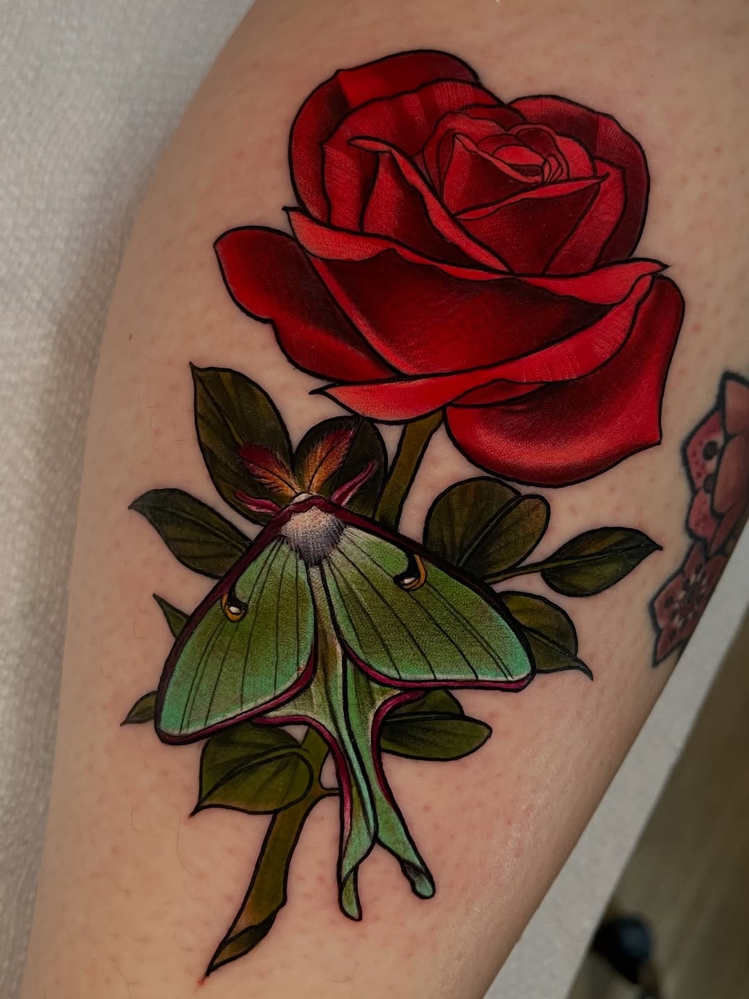 Flower, Rose