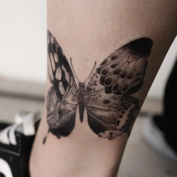 Animal, Nature, 나방, 매미
