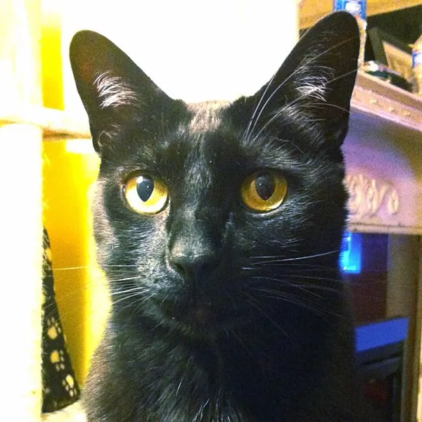 maryjoytattoo