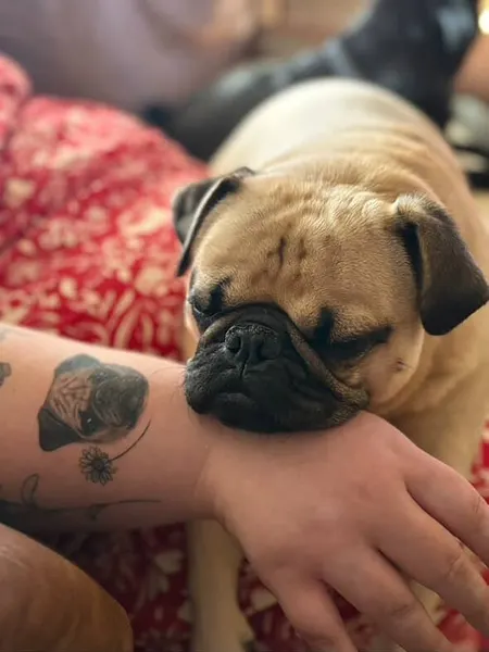 Animal