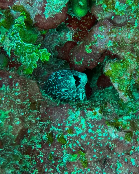 feralcatbox