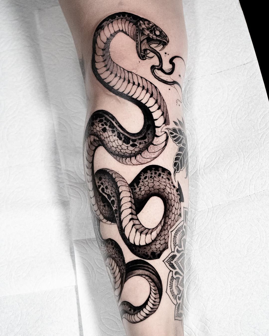 Dragon, 크라켄