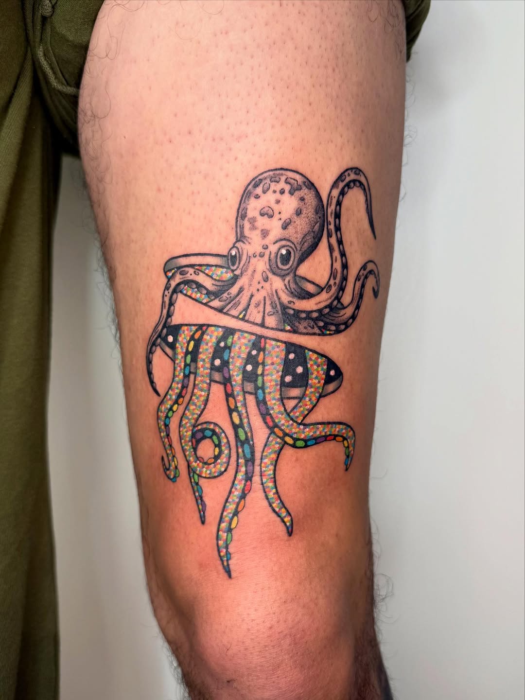Animal, 문어, 크라켄, 오징어