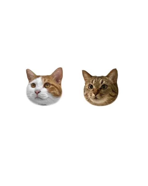 마네키네코, 고양이, 여우 가면