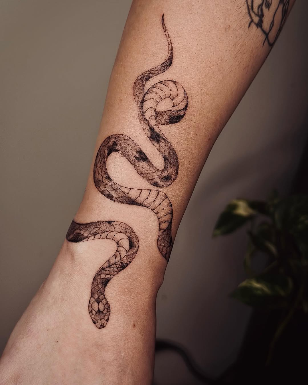 Dragon, 메두사, Snake