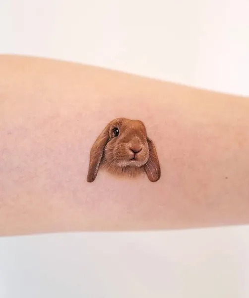 Animal, 토끼
